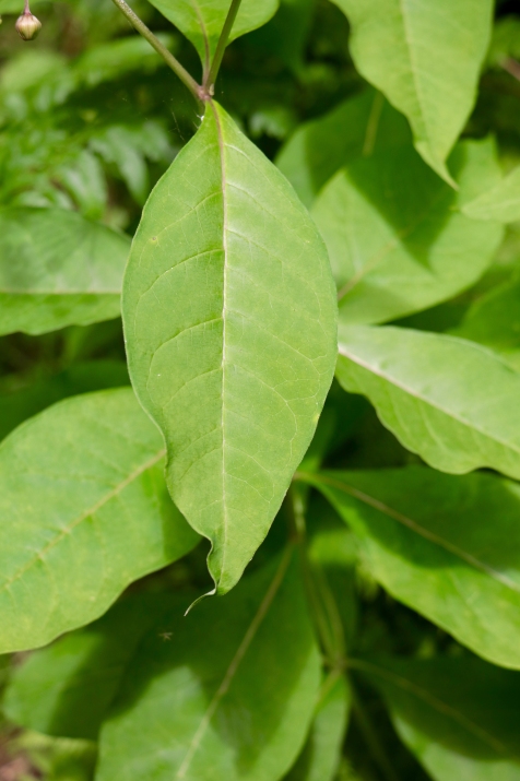 Leaves are simple, broadly elliptic, with smooth edges