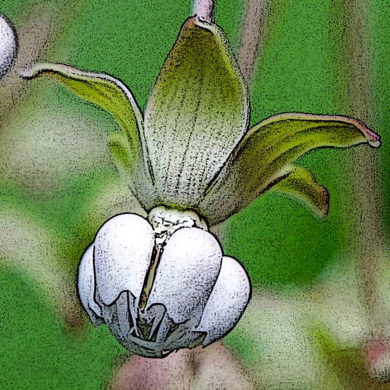 Milkweed flower. Note the 5 petals that are bent backwards and the 5 white hoods, each bearing a single white, curved "horn" that is longer than the hood.