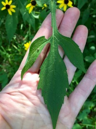 Three-lobed lower leaf
